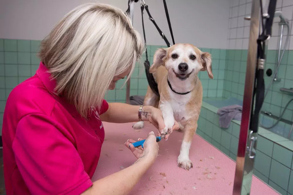 dog-cut-nails